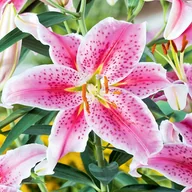 Nasiona i cebule - Lilia Orientalna Stargazer 1 szt cebulki lilii - miniaturka - grafika 1