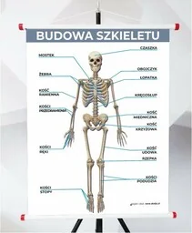 Plansza - Budowa Szkieletu - Pomoce naukowe - miniaturka - grafika 1