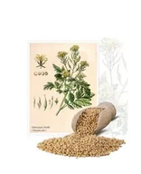 Nasiona i cebule - Gorczyca biała 5 kg - miniaturka - grafika 1