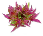 Dekoracje do akwarium - Roślina folia 10cm 1f24 Happet - miniaturka - grafika 1