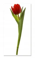 Naklejki na ścianę - Naklejki ścienne kwiaty 100cm Tulipan 5, 100x32 cm - miniaturka - grafika 1