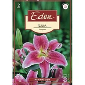 Nasiona i cebule - Lilia orientalna Stargazer 2 sztuki Eden - miniaturka - grafika 1