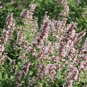 Nasiona i cebule - Nepeta kocimiętka Dawn to Dusk 1 szt. doniczka P9 - miniaturka - grafika 1