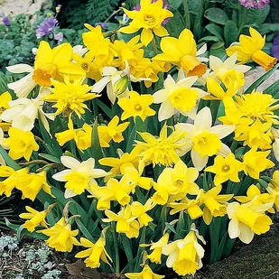 Narcyz Botaniczny Mix 25 szt Narcyzy cebulki - Nasiona i cebule - miniaturka - grafika 1