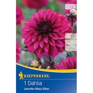 Nasiona i cebule - Dalia Jennifer Mary Ellen - miniaturka - grafika 1