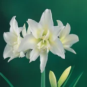 Nasiona i cebule - Hippeastrum Amarylis Jewel 1 szt Cebula Amarylisa - miniaturka - grafika 1