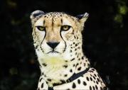 Plakaty - Cheetah at Myrtle Beach Zoo, Carol Highsmith - plakat 80x60 cm - miniaturka - grafika 1