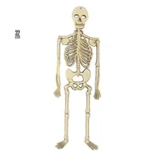 Halloween - DEKORACJA SZKIELET - miniaturka - grafika 1