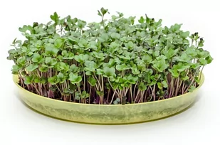 Toraf Jarmuż czerwony Red Russian 1kg Mic000032 - Nasiona i cebule - miniaturka - grafika 1