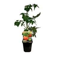Kwiaty doniczkowe - Pomidor rozsada - miniaturka - grafika 1