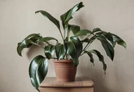 Kwiaty doniczkowe - Aspidistra elatior Aspidistra wyniosła P13 - miniaturka - grafika 1