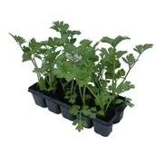 Kwiaty doniczkowe - Seler korzeniowy 10-pak - miniaturka - grafika 1
