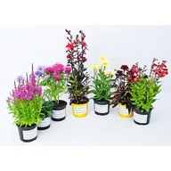 Kwiaty doniczkowe - Byliny kwitnące mix - miniaturka - grafika 1