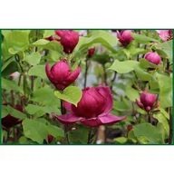 Kwiaty doniczkowe - Magnolia Genie mix wys. 80-100 cm don. 12 l - miniaturka - grafika 1