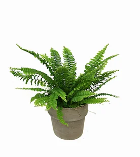 Paproć nephrolepis Boston Blue Bell P12 - Kwiaty doniczkowe - miniaturka - grafika 1