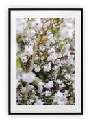 Plakaty - Plakat A3 30x42 cm Wiosna Kwiaty Biel WZORY - miniaturka - grafika 1