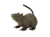 Halloween - Dekoracja Szczur - 21 cm - 1 szt. - miniaturka - grafika 1