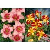 Kwiaty doniczkowe - Liliowice w odmianach, wys.30-40 cm, don.3 l - miniaturka - grafika 1