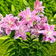 Nasiona i cebule - Lilia pełna Roselily Azra 1 szt. cebule cebulki lilii lilie - miniaturka - grafika 1