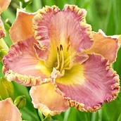 Nasiona i cebule - Hemerocallis Liliowiec Lavender Tutu 1 szt. - miniaturka - grafika 1