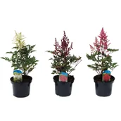 Sadzonki drzew krzewów - Tawułka wys. 30 cm don. 17 cm - miniaturka - grafika 1