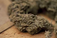 Suplementy naturalne - Susz konopny z CBD Remedium Mango Cookies 11,7% - miniaturka - grafika 1