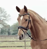 Ogłowia - BUSSE Ogłowie Comfort - czarny/kryształki - miniaturka - grafika 1