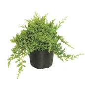 Sadzonki drzew krzewów - Jałowiec rozesłany nana don. 2 l - miniaturka - grafika 1