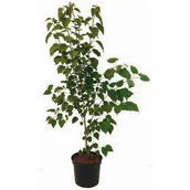 Sadzonki drzew krzewów - Kolekcja drzew 150-200 cm C5 - miniaturka - grafika 1