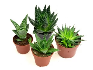 ALOES -  ZESTAW  4 szt  12-15 cm  mix nr 2 - Kwiaty doniczkowe - miniaturka - grafika 1