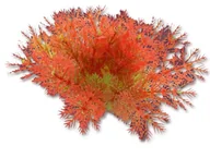 Dekoracje do akwarium - Roślina folia 10cm 1f19 Happet - miniaturka - grafika 1