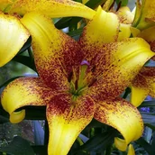 Nasiona i cebule - Lilia azjatycka Golden Stone 1 szt. cebule cebulki lilii lilie - miniaturka - grafika 1