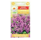 Nasiona i cebule - Szałwia błyszcząca FIOLETOWA nasiona kwiatów - miniaturka - grafika 1