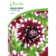 Nasiona i cebule - Dalia dekoracyjna Mystery Day 1szt. cebulki kwiatów Geolia - miniaturka - grafika 1