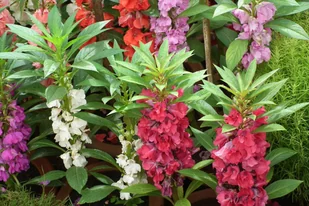 NIECIERPEK - BALSAMINA KAMELIOWA KARŁOWA (IMPATIENS BALSAMINA) MIX KOLORÓW - Nasiona i cebule - miniaturka - grafika 1