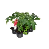 Kwiaty doniczkowe - Pomidor wielkoowocowy 6-pak - miniaturka - grafika 1