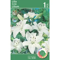 Nasiona i cebule - Lilia biała 1szt. cebulki kwiatów - miniaturka - grafika 1