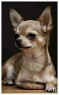 Zabawki kreatywne - Diamentowa Pasja Haft Diamentowy Obraz Diamentowy Mozaika Diamentowa Chihuahua Pies Piesek - miniaturka - grafika 1
