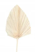 Sztuczne kwiaty - Duży Liść Palmowy Suszony Boho Kremowy Strzałka - miniaturka - grafika 1