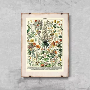 Plakatyw  stylu retro Kwiatowy nadruk Adolphe Millot A1 60x85cm bez ramki pion - Plakaty - miniaturka - grafika 1