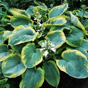 Hosta Funkia Frances Williams 1 szt. - Nasiona i cebule - miniaturka - grafika 1