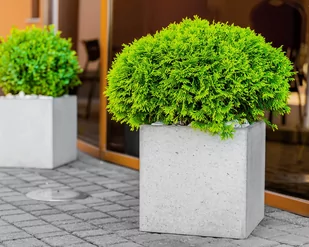 45x45x45 cm CT - Donica betonowa (biała) - Donice - miniaturka - grafika 1