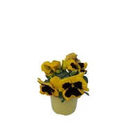 Kwiaty doniczkowe - Bratek wielkokwiatowy don. 12 cm - miniaturka - grafika 1