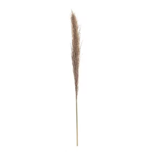 Dekoria.pl Dekoria.pl Gałązka Pampas Grass 130cm 130 cm 814-369 - Sztuczne kwiaty - miniaturka - grafika 1