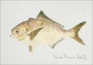 Plakaty - Antique fish seriolella punctata silver warehou, F. E. Clarke - plakat 30x20 cm - miniaturka - grafika 1