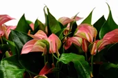 Kwiaty doniczkowe - Anturium Joli Pink Anthurium P9 - miniaturka - grafika 1