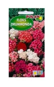 Nasiona i cebule - Floks Drummondii mieszanka 1 g POLAN - miniaturka - grafika 1