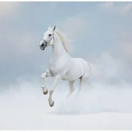 Fototapety - Fototapeta Koń Zwierzęta Natura Mgła 400x280 cm Tapeta Do Sypialni Salonu Kuchni Na Flizelinie - miniaturka - grafika 1