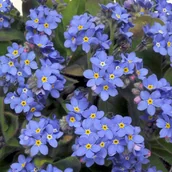 Nasiona i cebule - Niebieska Niezapominajka Alpejska Nasiona - miniaturka - grafika 1