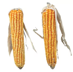 Trixie Kolby kukurydzy 2 szt./250 g - Przysmaki dla gryzoni - miniaturka - grafika 1